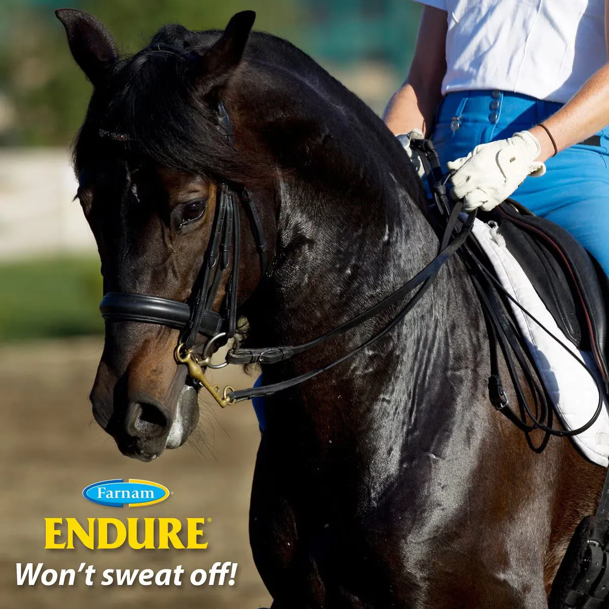 Endure Sweat-Resistant Fly Repellent for Horses - 1 Gallon