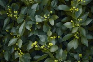 Eucalyptus Citriodora (Lemon) Essential Oil